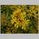 Sedum floriferum 'Weihenstephaner Gold'